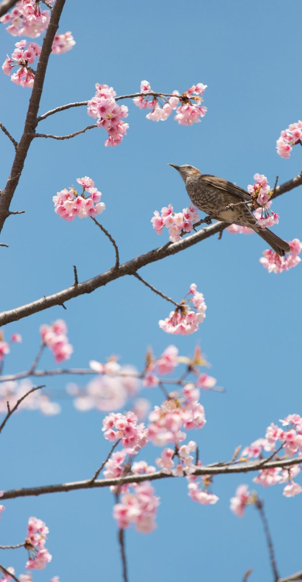 cherry-blossoms-6943659